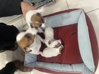 Ücretsiz jack Russell yavruları
