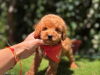 Show Kalite Toy Poodle Köpeği