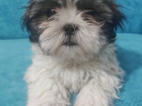 Uygun Shih Tzu