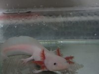Acil Satılık Leucıstıc Axolotl Yem Ile Bırlıkte