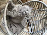 British shorthair dişi oyuncu yavru kedimiz
