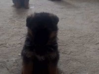 Dişi can erkeğin heyecan olduğunu bilenler için alman kurdu