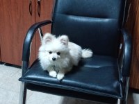 Acil sahiplendirme 4 aylık WC eğitimli pomeranian erkek