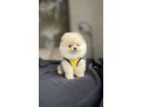 POMERANİAN BOO 3 AYLIK