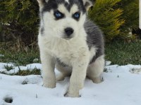 Maviş gözlü Safkan Husky minikler
