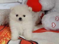 Pomeranian boo 55 günlük