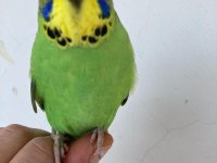 Yavru ve damızlık muhabbet kuşları