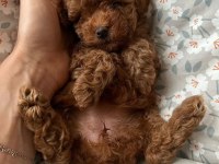 Şirin bebekleri poodle