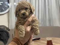 Orijinal Poodle Yavrular