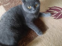 Scottish Fold Sahiplendirme (İzmit)
