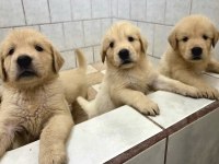 Ev Doğumlu Safkan Golden Retriever Yavrular