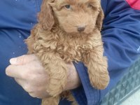 Toy poodle 2 aylık dişi