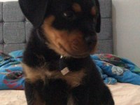 70 günlük rottweiler