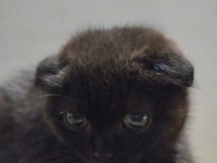 Scottish fold erkek siyah
