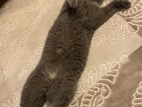 Sağlıklı dişi british shorthair