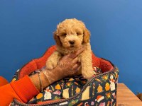 A KALİTE MALTİPOO BEBEKLERİMİZ