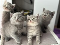 Bayram Şekeri Minik British Shorthair Yavrularım
