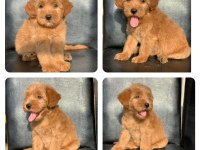 A KALİTE MALTİPOO YAVRULARI
