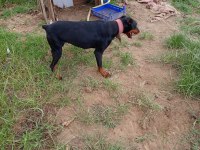 Dişi Doberman Köpeği
