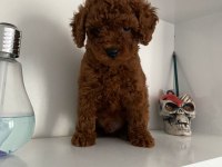 Wc Eğitimli Orjinal Poodle Yavrum