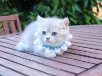 Safkan blue golden yavru kedimiz