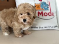 En güzel mini boy maltipoo lar ziyarete açık