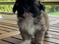 Shih-tzu 81 ile gönderim mevcuttur