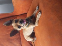 İki buçuk yaşında erkek pinscher