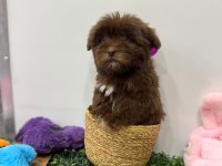 KORE MALTİPOO KG GARANTİLİ YAVRUM TUVALET EĞİTİMLİ