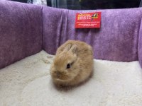 CÜCE NETHERLAND DWARF TAVŞAN YAVRULARIMIZ
