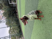 BALTHAZARIN TORUNU ŞECERELİ DOBERMAN