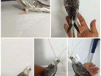 YAVRU WF PERL EV ÜRETİMİ BABA SI ALBİNO