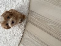 Minik sakin tatlı poodle köpüş