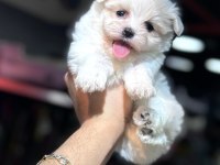 Maltese yavrular