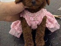 Tuvalet eğitimli 2 aylık poodle dişi yavru yuvasını arıyor