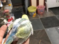 Mor Rainbow Muhabbet Kuşu Yavrular
