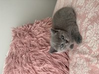 British shorthair 40 günlük dişi