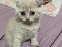Scottish Fold Yavrularımız