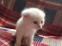Yavrularımız sahiplendirilecektir scottish fold