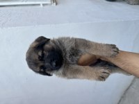 Orjinal Saf Alman Kurdu Yavruları Teslime Hazır