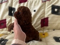 Show kalite poodle yavrular