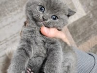 British Shorthair Scottish Fold Gri Renk Yavrular
