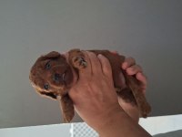 Mersin lokumu poodle yavrular bunlar