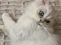 çok sevimli british longhair