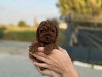 Dikkat oyuncak değildir poodle