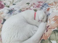 9 Aylık british shorthair Kızım Mia ya Yuva Arıyoruz