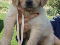 GOLDEN RETRİEVER YAVRULARI