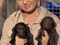 Labrador redriever sevimli yavrular