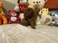 Kore erkek poodle çocuk