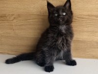 DEĞERİNİ BİLENE ÖZEL BLACK MAİNE COON BEBEĞİM 